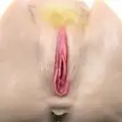 Вагина NIKKI TYLER VIBRATING PUSSY AND ANUS photo 3